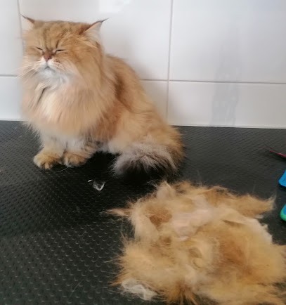 Comme Chien et Chat, Toiletteur pour Animaux à Reims