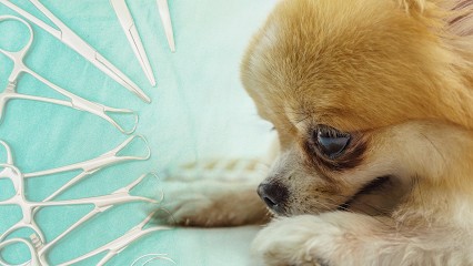 Cani'Chic - Toiletteur Canin Tours, Toiletteur pour Animaux à Vouvray