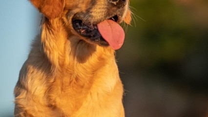 Toilettage Extra And Co, Toiletteur pour Animaux à La Crau