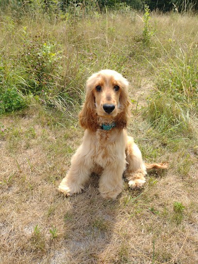 Chic et Poils, Toiletteur pour Animaux à Mourmelon-le-Grand