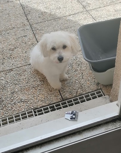 AnimauxZen Toilettage A Domicile Et Petsitting, Toiletteur pour Animaux à Vauréal