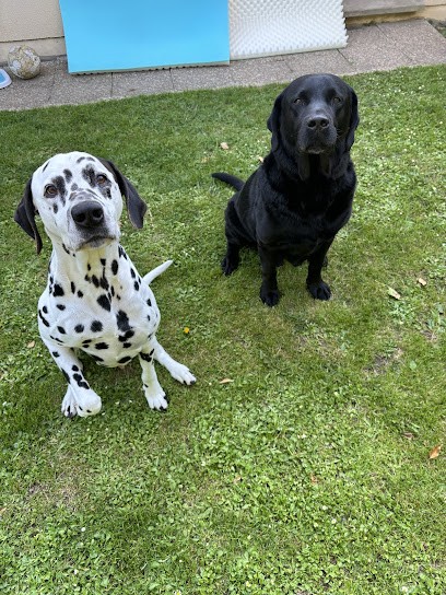 Fashion Dogs, Toiletteur pour Animaux à Mers-les-Bains