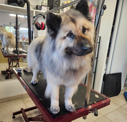 CANI'look Toilettage, Toiletteur pour Animaux à Villefranche-de-Rouergue
