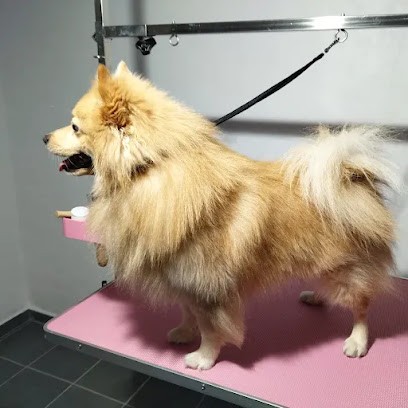 Les Chiens D'Ambre, Toiletteur pour Animaux à Strasbourg