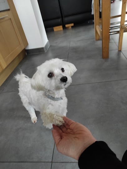 Passion Canine, Toiletteur pour Animaux à Merville