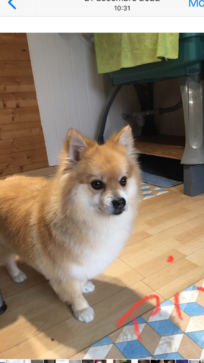 Au Chien Beauté, Toiletteur pour Animaux à Arvillard