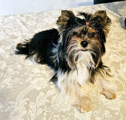 ETAP Chien Toiletteur, Toiletteur pour Animaux à Nice