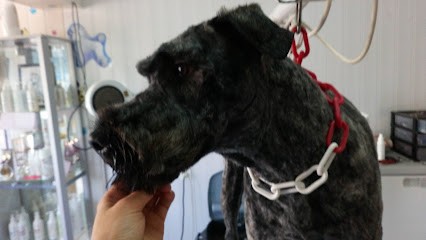 Un Amour de Chien. Guegan Nadia, Toiletteur pour Animaux à Plougonven