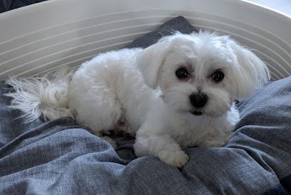 Cani-Charme, Toiletteur pour Animaux à Valognes