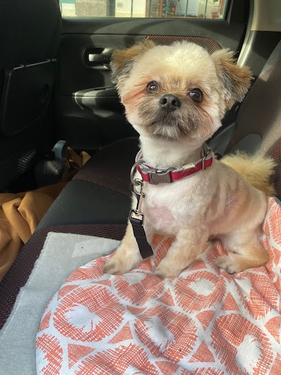 Toutou Chic, Toiletteur pour Animaux à Saint-Leu-la-Forêt