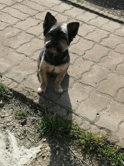 Meunier Delphine, Toiletteur pour Animaux à Crisolles