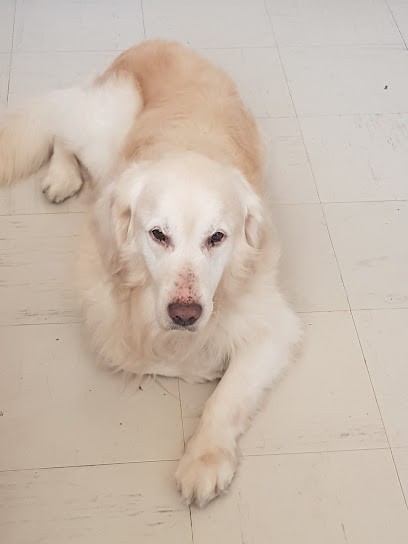 Tilt Et Zo Toilettage, Toiletteur pour Animaux à Melun