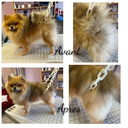 Aux Tendres Pattounes, Toiletteur pour Animaux à Metzing