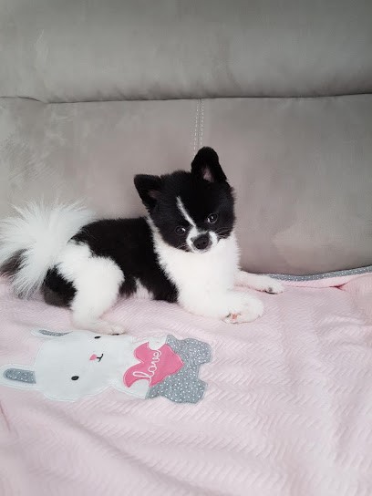 Un Temps De Chien, Toiletteur pour Animaux à Louviers