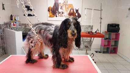 Miss C' ouaf Toutou, Toiletteur pour Animaux à La Châtaigneraie
