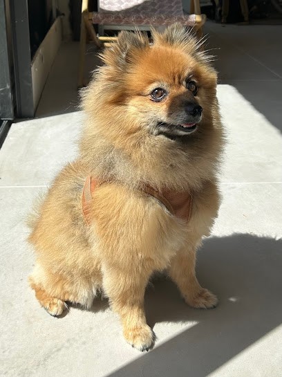 Canin Max, Toiletteur pour Animaux à Saint-Georges-d'Orques