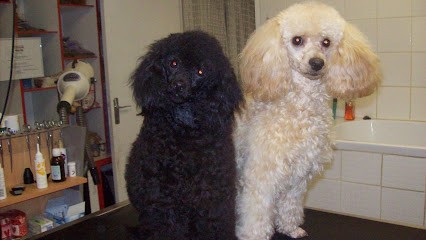 BOUL'2 POILS, Toiletteur pour Animaux à Quillan