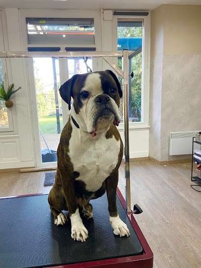 Beauty Dog 81, Toiletteur pour Animaux à Mazamet