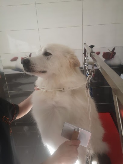 Alexandra Toilettage, Toiletteur pour Animaux à Magné