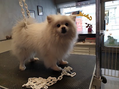 Canebello, Toiletteur pour Animaux à Bellegarde-sur-Valserine