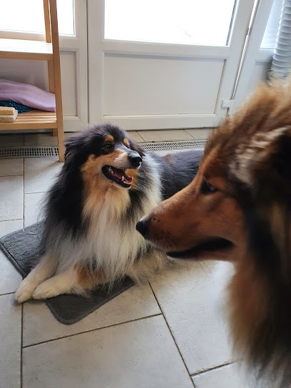 Corinne Toilettage, Toiletteur pour Animaux à Vireux-Wallerand