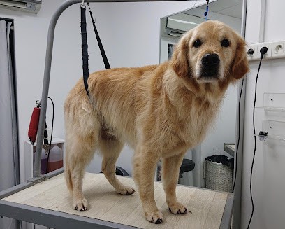 Salon Charme - Toilettage Chiens & Chats, Toiletteur pour Animaux à La Garde