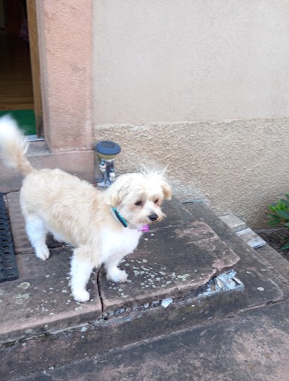 T'AS FLAIR ALLURE, Toiletteur pour Animaux à Rothau