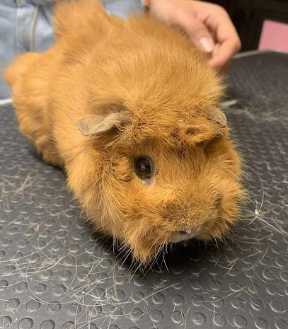 Ambiance Canine, Toiletteur pour Animaux à Marboz