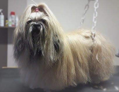 L'Aristochien, Toiletteur pour Animaux à Brioude