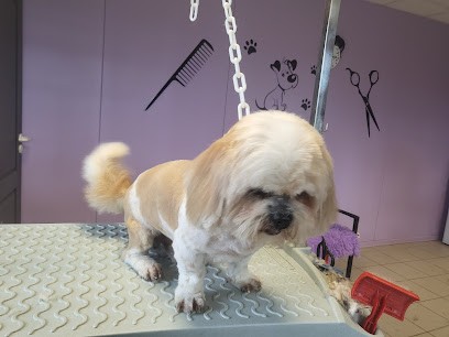 Toilettage La Bichonnerie, Toiletteur pour Animaux à Sainte-Marie-des-Champs