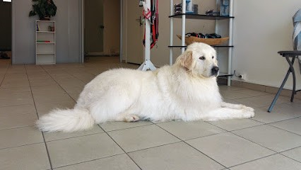 Cani'Coup, Toiletteur pour Animaux à Saint-Gély-du-Fesc