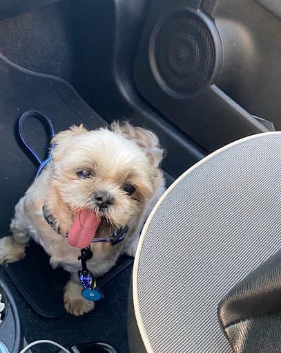 La Toilette De Toutou, Toiletteur pour Animaux au Blanc-Mesnil