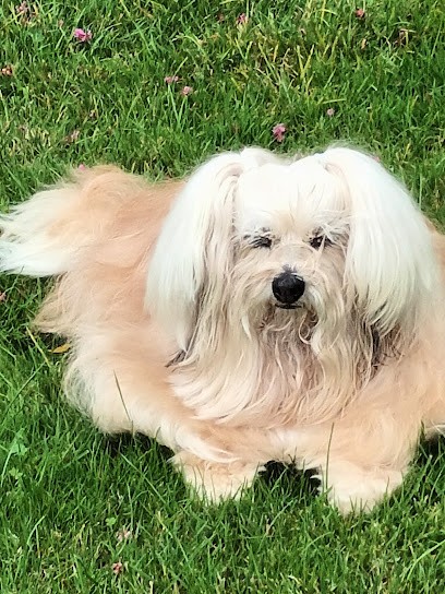 Pluto Joli, Toiletteur pour Animaux à Saint-Pair