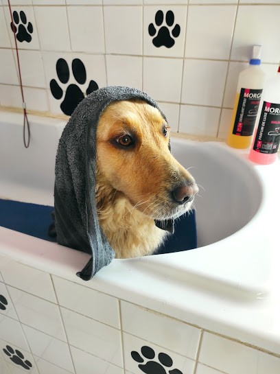 Toutou Chic, Toiletteur pour Animaux à Saints-Geosmes