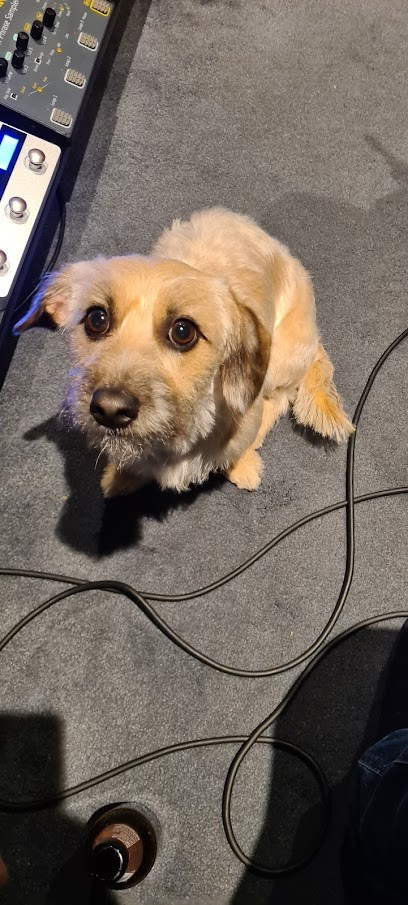 DOGGY'S DOG, Toiletteur pour Animaux à Saint-Laurent-du-Var