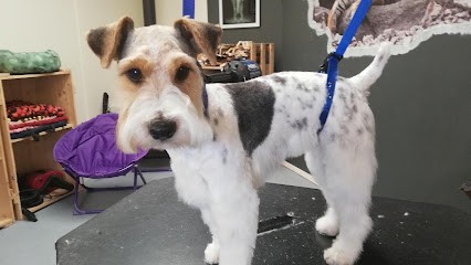 Chanadog, Toiletteur pour Animaux à Bressuire