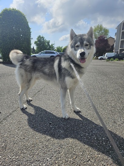Avenue 4 Pattes, Toiletteur pour Animaux à Sierentz