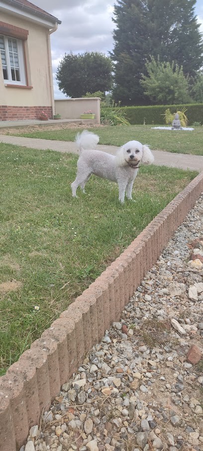 Sonia Toilettage à Domicile, Toiletteur pour Animaux à Saint-Martin-au-Bosc
