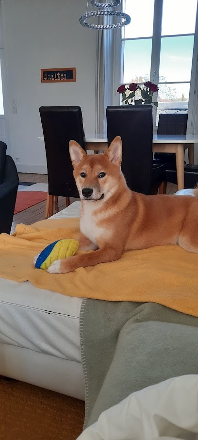 Plutôt Chic, Toiletteur pour Animaux à Olivet