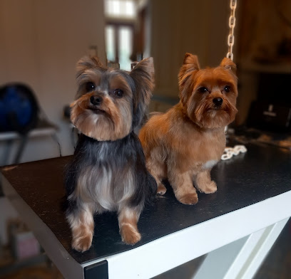 Fox' À Mousse - Toilettage Chiens Et Chat, Toiletteur Pour Animaux à Renage