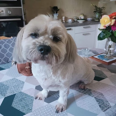 Carsana Sandrine, Toiletteur pour Animaux à Port-sur-Saône