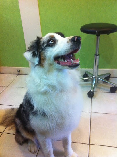 Toutou'Net, Toiletteur pour Animaux à Saint-Dizier