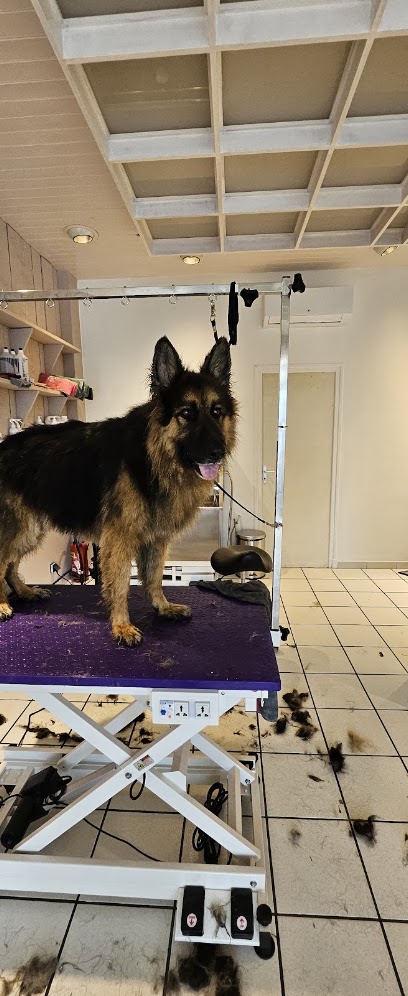 Alou'pet Toiletteur Pour Animaux à Aurillac