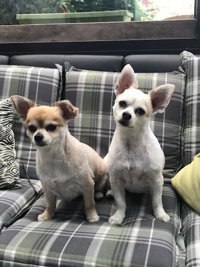 Plouvier Anne-Marie Anne-Marie, Toiletteur pour Animaux à Santes