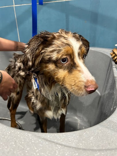 Les Copains De Romy (Dogwash Et Accessoires), Toiletteur pour Animaux à Salon-de-Provence