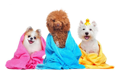 Esthetique Canin Toiletteur Pour Animaux à Rognonas