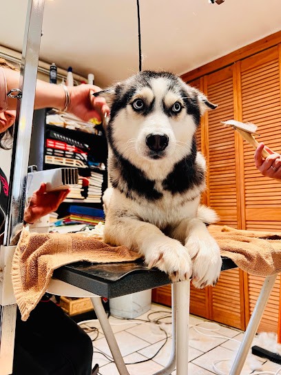 toutoumouss, Toiletteur pour Animaux à Buxerolles