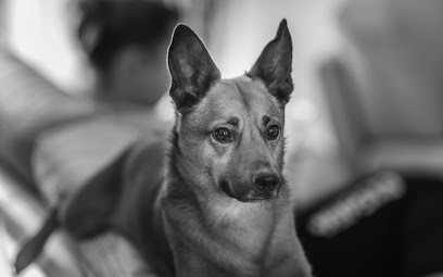 Les Compagnons De Sylvia, Toiletteur pour Animaux à Villars-les-Dombes