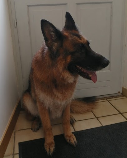 Les Coussinets des Jacquelins, Toiletteur pour Animaux à Saint-Palais