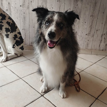 Une Beauté Animale, Toiletteur pour Animaux à Saint-Symphorien-d'Ozon